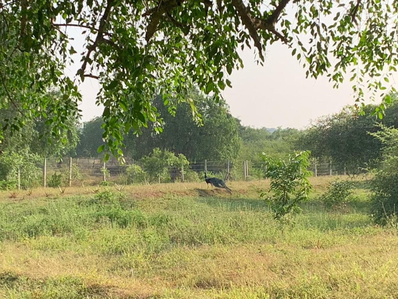 Thihawa Eco Huts Yala Tissamaharama Exterior foto